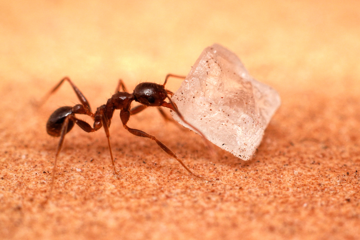 An ant pushing a food particle