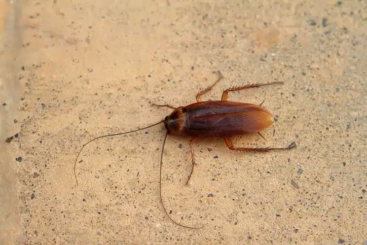 Oriental cockroach on pavement