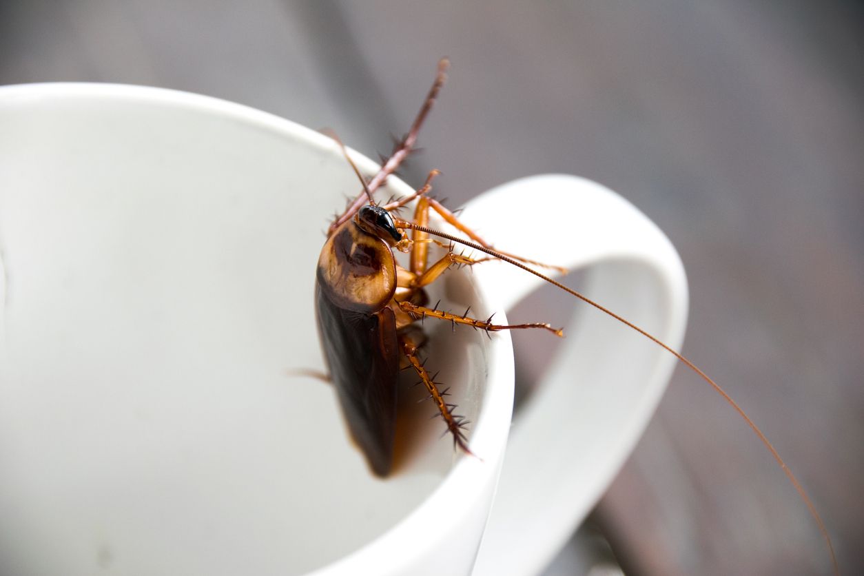 A cockroach climbing out of a white cup