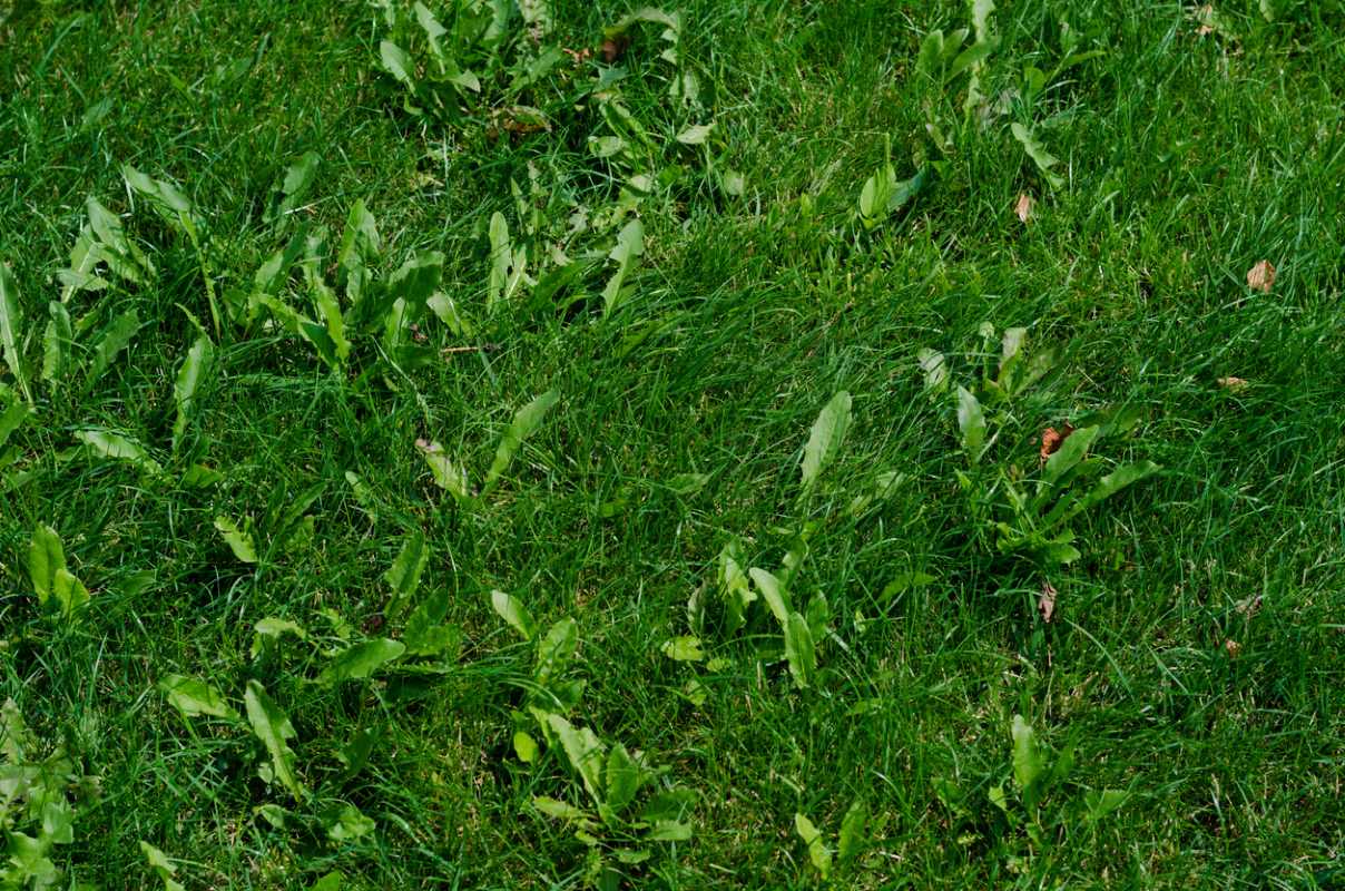 Background of green grass with weeds on a summer day