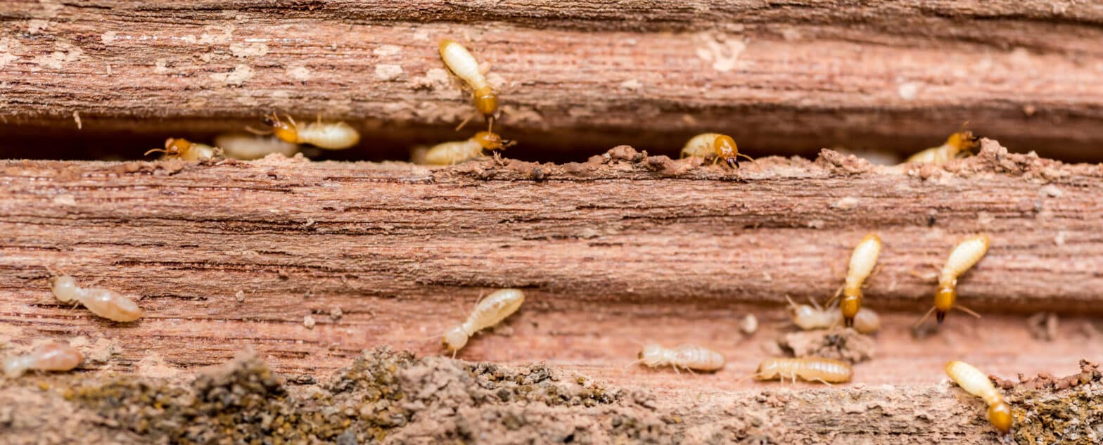 Termites chew through a wall, causing damage and compromising the structure