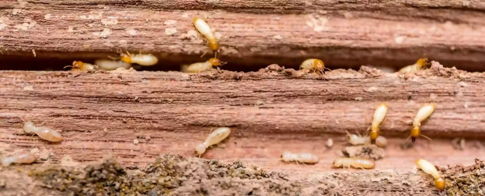 Termites chew through a wall, causing damage and compromising the structure