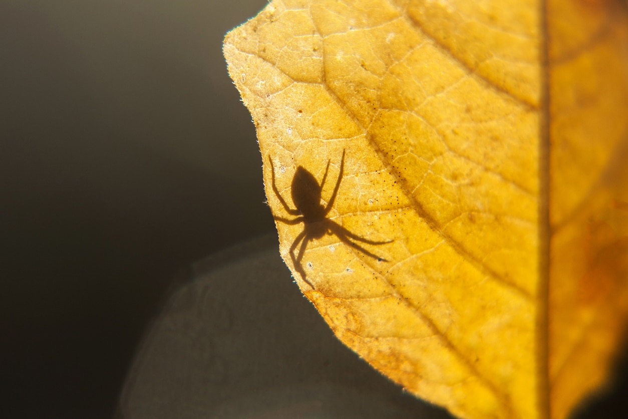 Shadow of spider crawling on the other side of a semi-transparent yellow leaf.