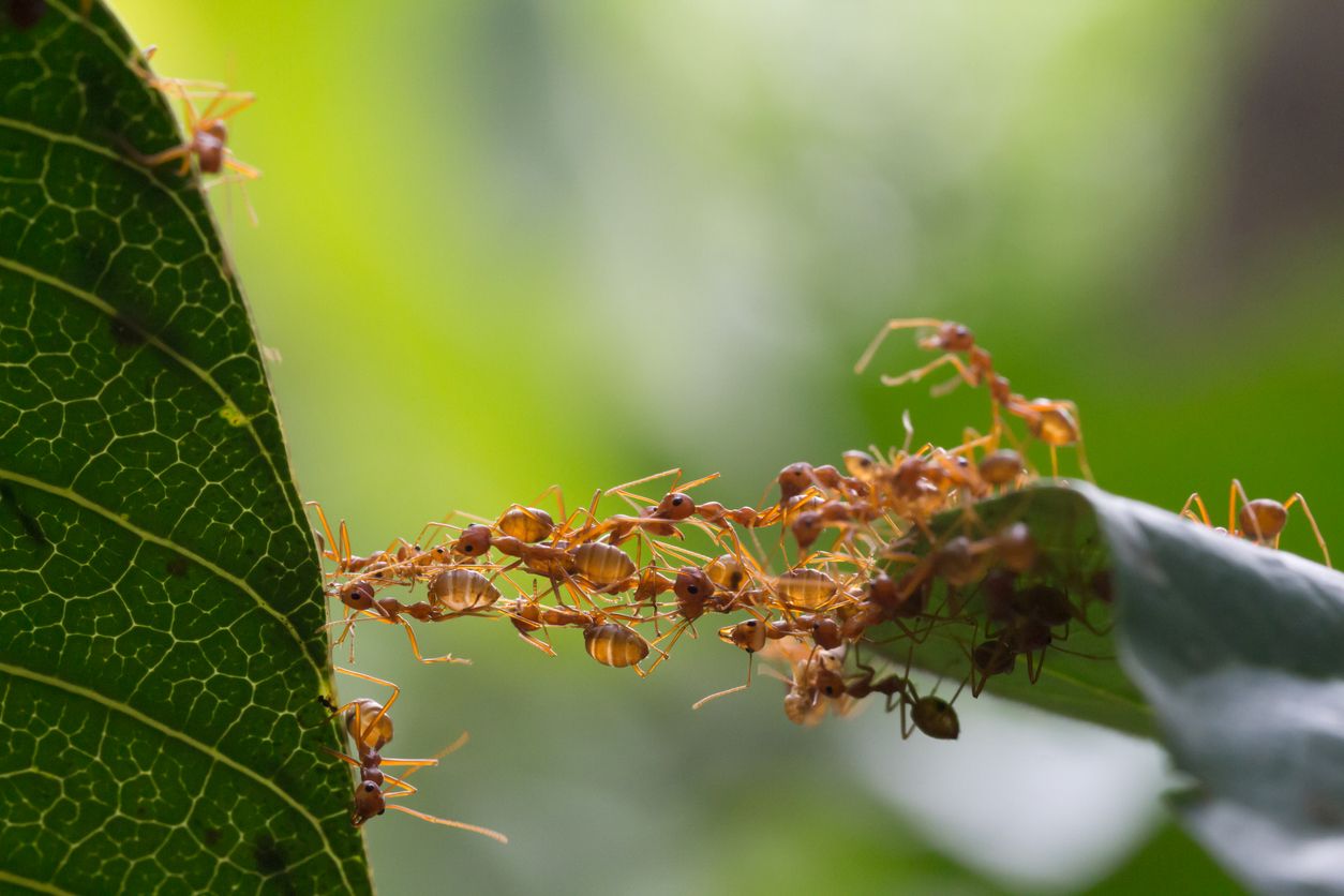Ants demonstrate their ability to form long bridges to cross between leaves