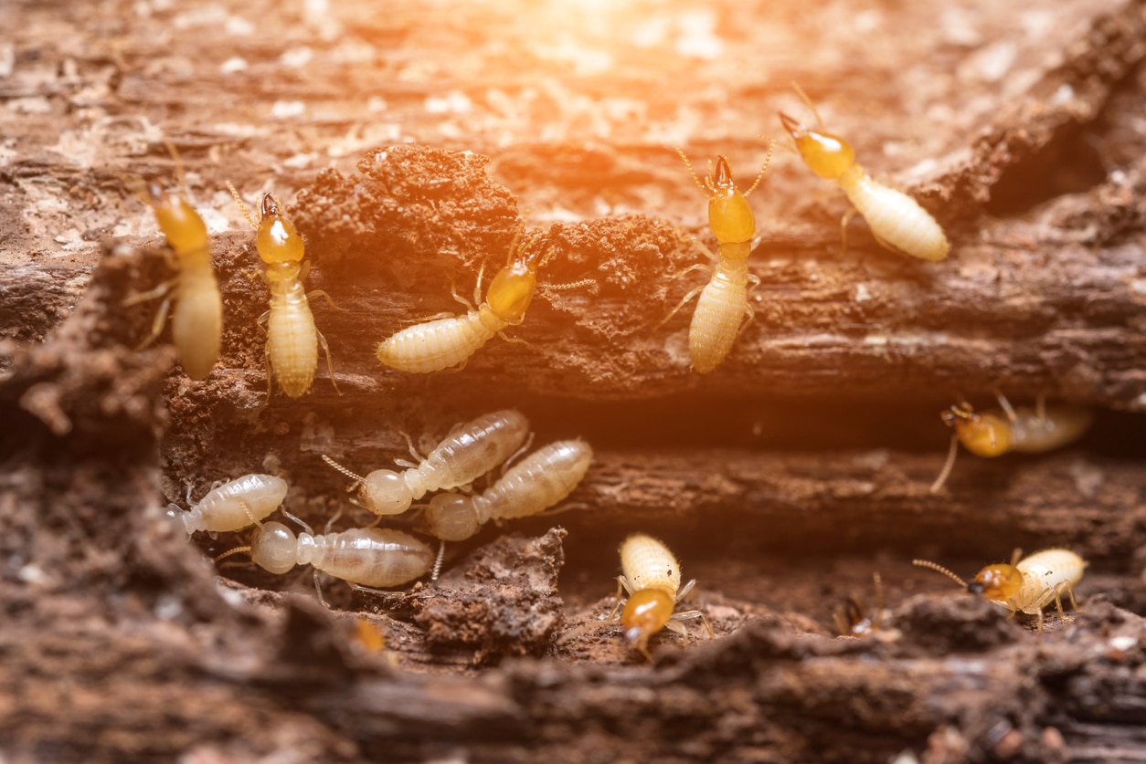 Termites crawling through a piece of wood.