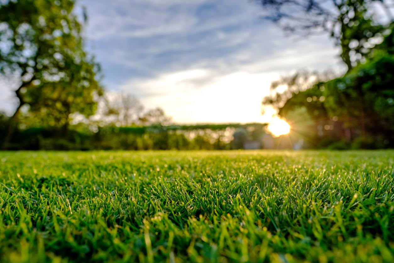 A green, healthy, and well-maintained lawn is backlit by a morning sunrise on a clear day.