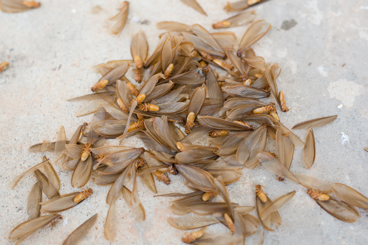 Pile of dead termite swarmers and shedded wings.