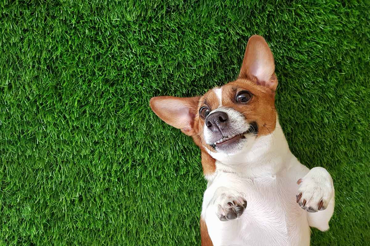  A happy smiling dog lies on a bed of lush green grass. 