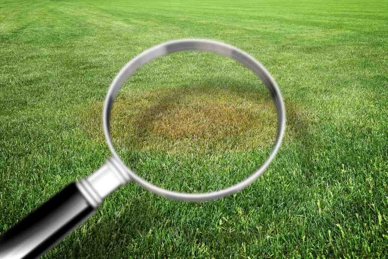 Magnifying glass with green grass background