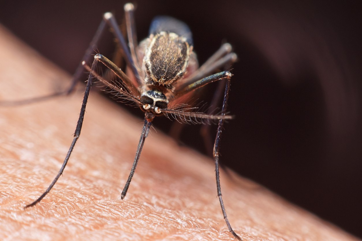 A mosquito resting on human skin, preparing to drink blood