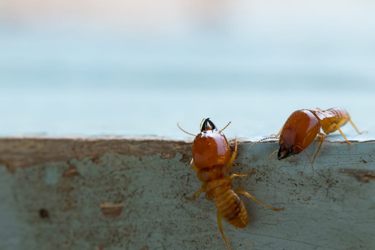 Two termites crawl along the windowsill of a home.