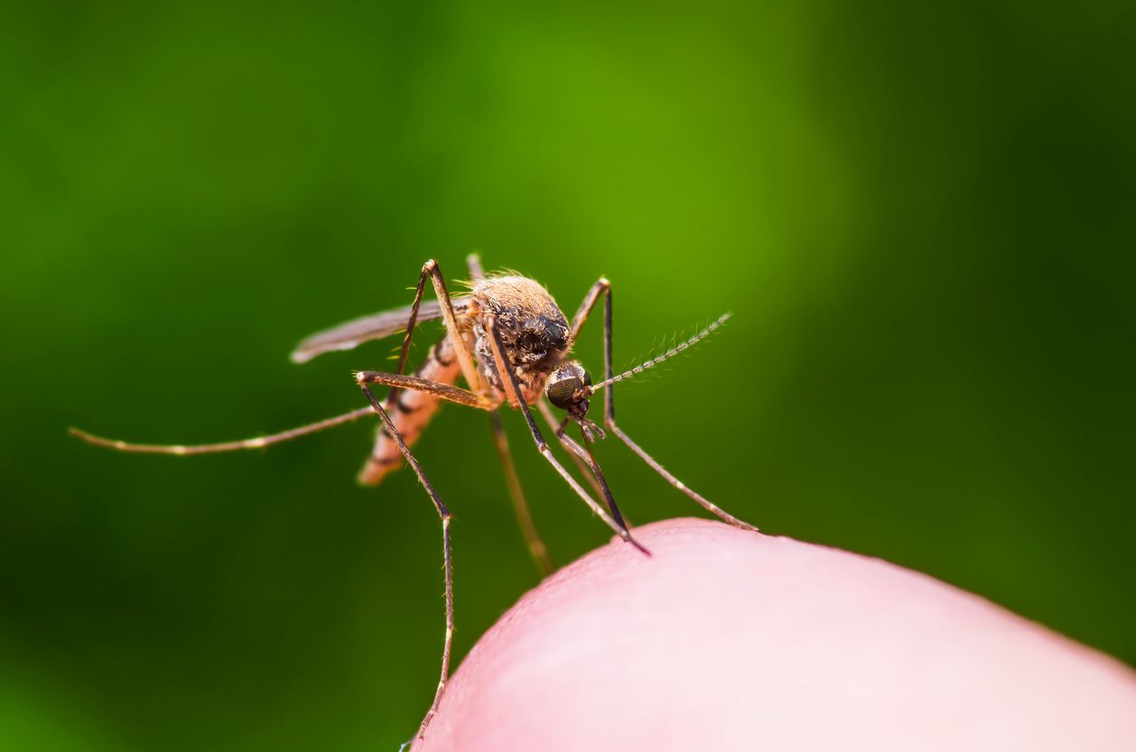 A close up of a mosquito on a finger