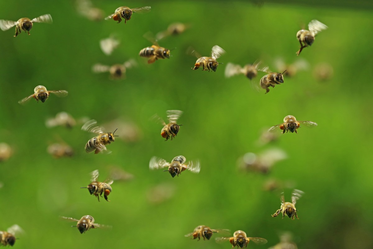 Front view of flying honey bees in a swarm on green