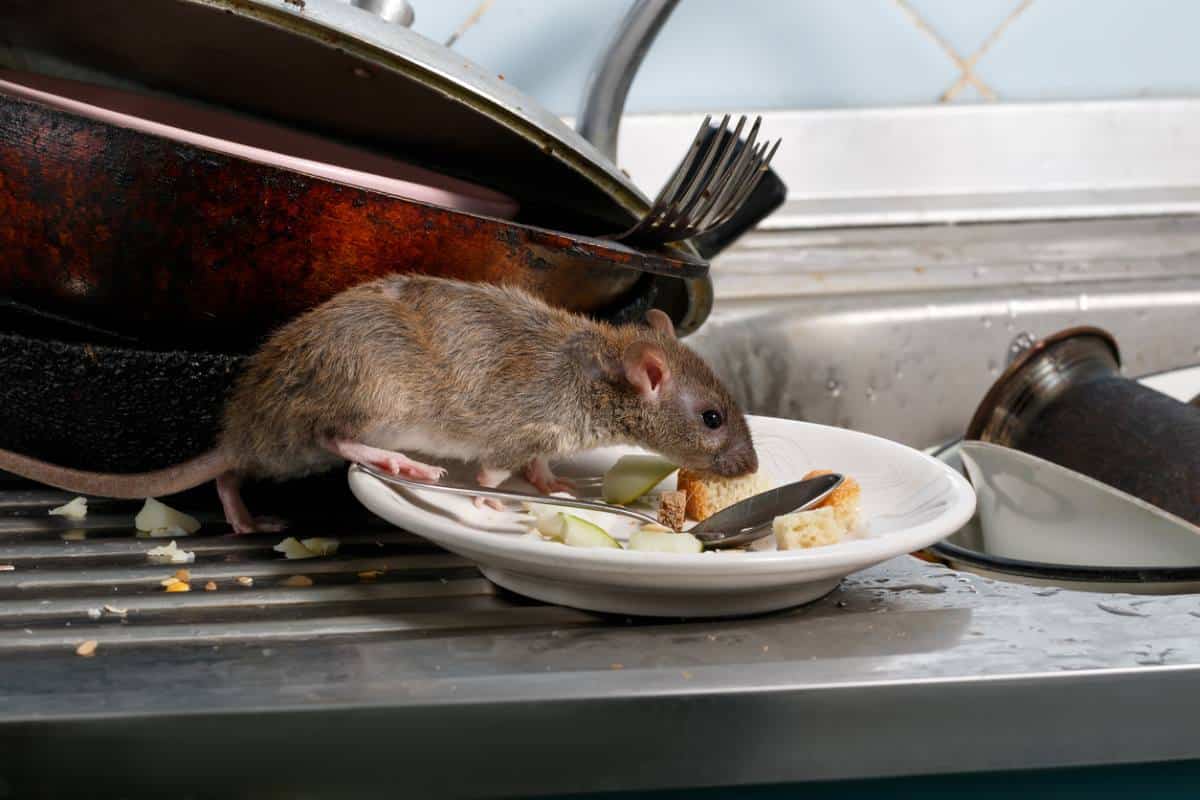 Large rat crawling around a messy kitchen sink with places that have food on them