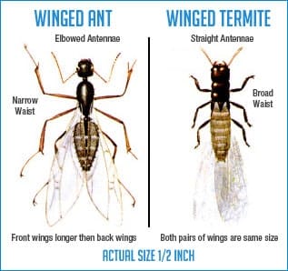 Diagram showing the difference between termites and winged ants for identification purposes.