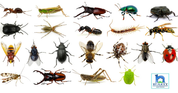 Flies 101: Information on Types of Flies & Prevention