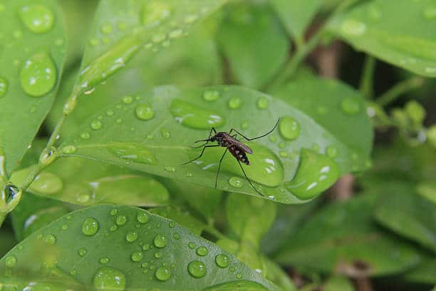 Mosquito resting on a green, wet leaf.