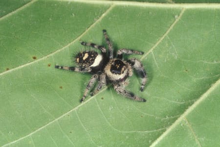 A jumping spider on leaf