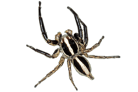 Jumping Spider Facts, Identification, & Pictures