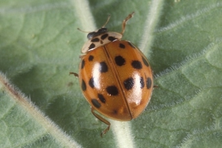 A lady bug on leaf