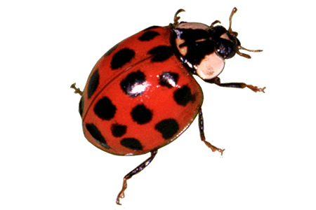 A ladybug.
