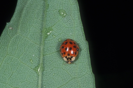 A ladybug on a leaf.