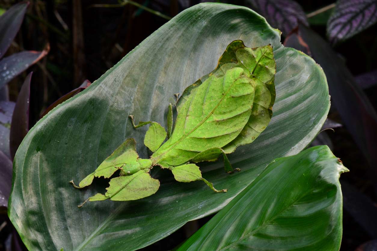 A leaf insect sits on top of a large, green leaf.