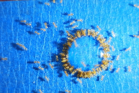 little yellow ants forming a circle
