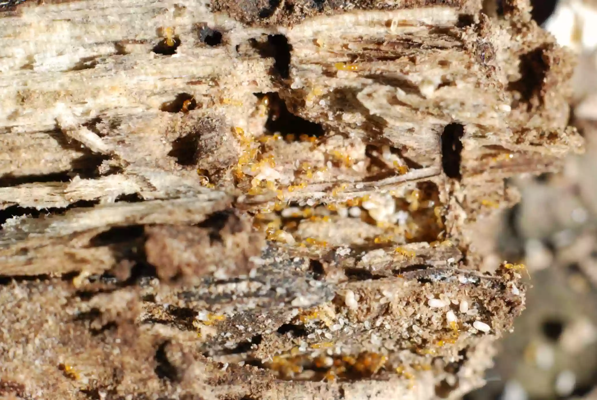 hundreds of little yellow ants crawling on rotten wood