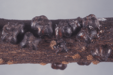 Lobate lac scale on a branch.