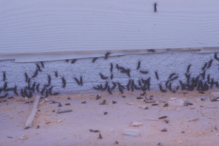 A swarm of lovebugs.