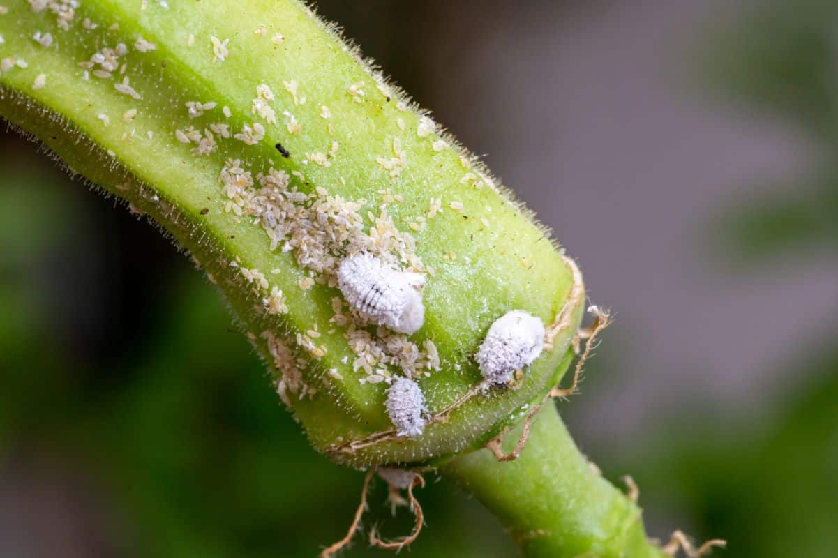 Mealybug infestation growth of plant.