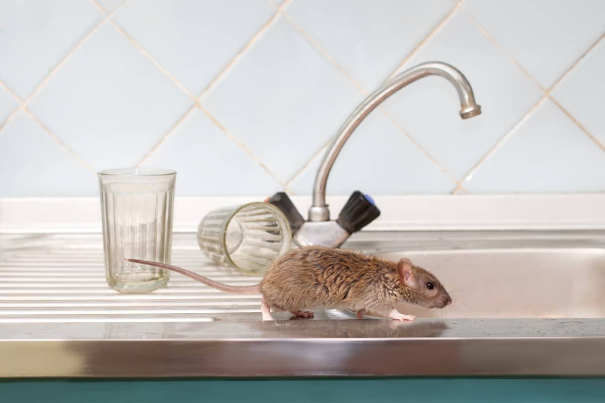 Mouse running across the edge of a kitchen sink