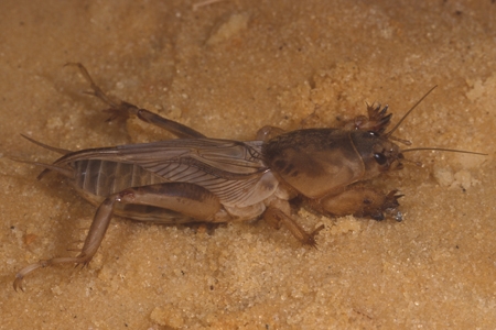 A mole cricket.