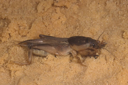 A mole cricket.