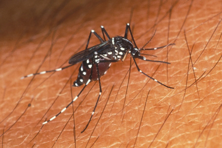 A closeup of a mosquito on skin.