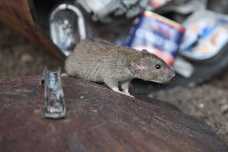 A norway rat.