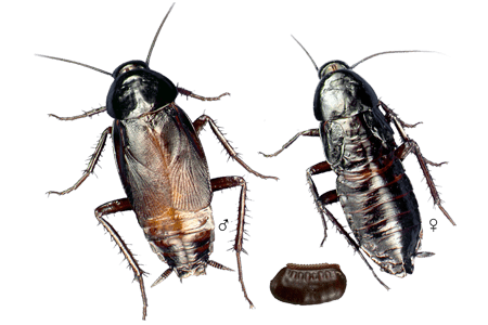 A male and female oriental roach as well as a larvae.