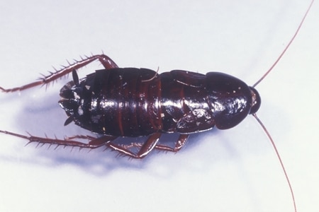 A oriental cockroach