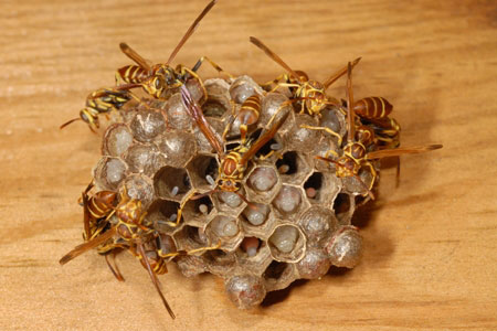 Paper wasps on a nest.