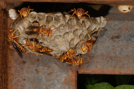 A paper wasp nest covered in wasps.