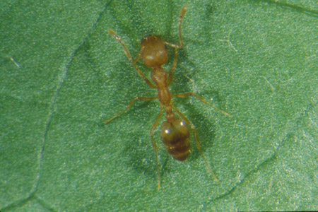 A pharaoh ant on a leaf.