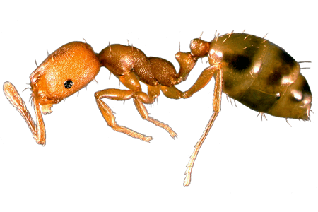 A pharaoh ant.