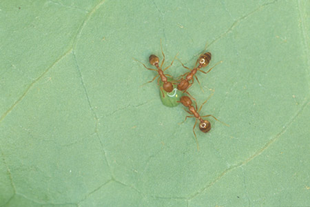 Pharoah ants on a leaf.