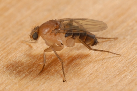 A phorid fly.