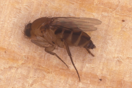 A phorid fly.