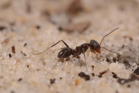 A pyramid ant.