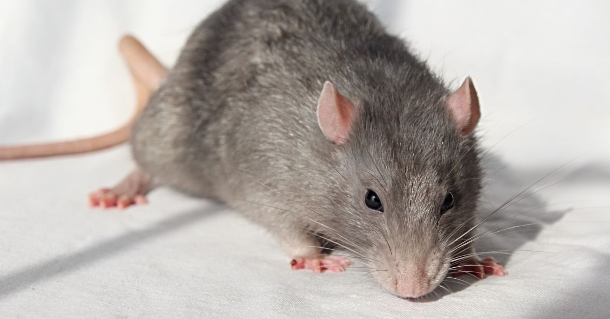 Rodent Treatment, Get Rid of Rodents in Florida