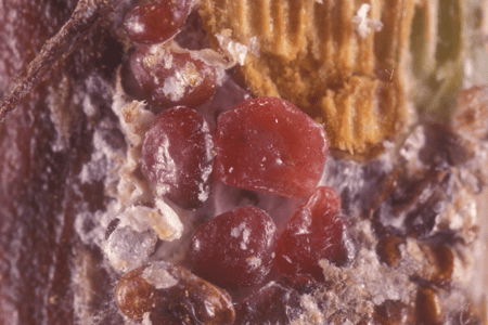 Red date scale.