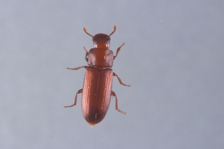 A red flour beetle.